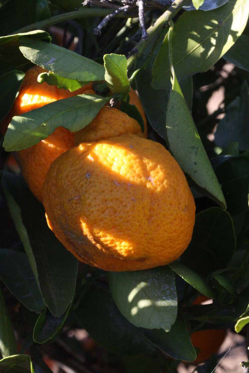              Fruit (Riverside, CA)       